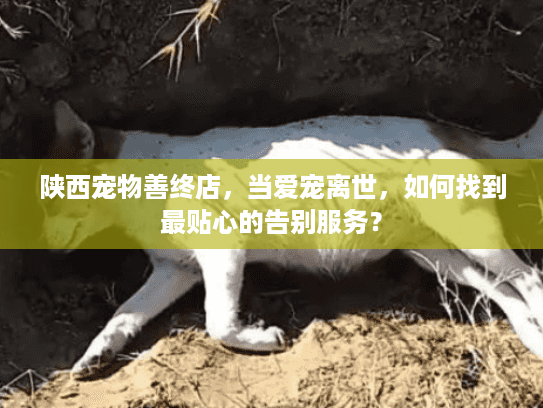 陕西宠物善终店，当爱宠离世，如何找到最贴心的告别服务？