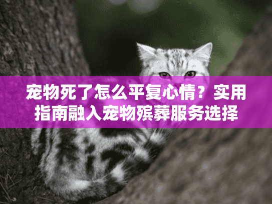 宠物死了怎么平复心情？实用指南融入宠物殡葬服务选择