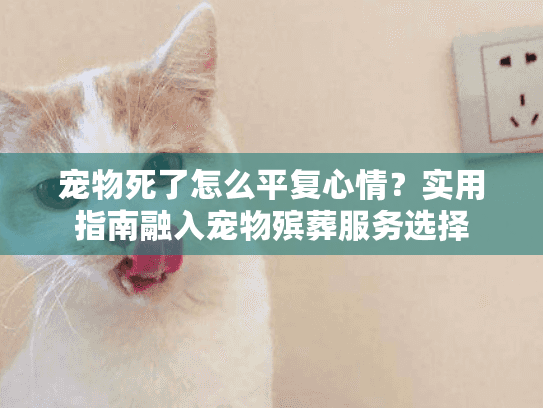 宠物死了怎么平复心情？实用指南融入宠物殡葬服务选择