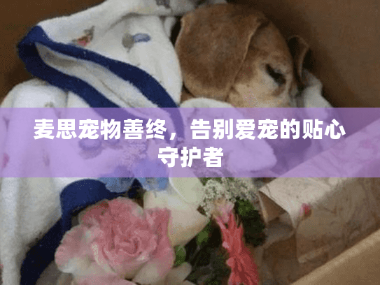 麦思宠物善终，告别爱宠的贴心守护者