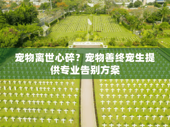 宠物离世心碎？宠物善终宠生提供专业告别方案
