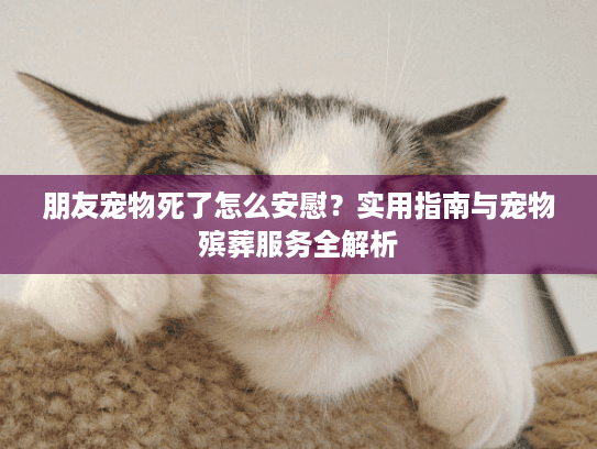 朋友宠物死了怎么安慰？实用指南与宠物殡葬服务全解析