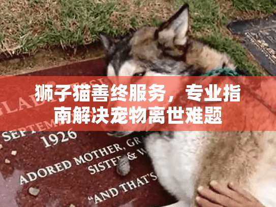 狮子猫善终服务，专业指南解决宠物离世难题
