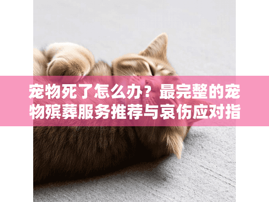宠物死了怎么办？最完整的宠物殡葬服务推荐与哀伤应对指南