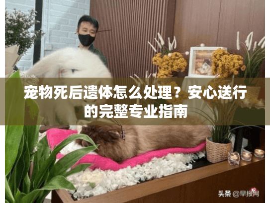 宠物死后遗体怎么处理？安心送行的完整专业指南