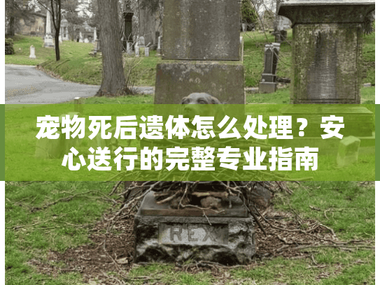 宠物死后遗体怎么处理？安心送行的完整专业指南