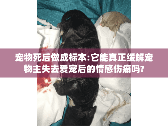 宠物死后做成标本:它能真正缓解宠物主失去爱宠后的情感伤痛吗?