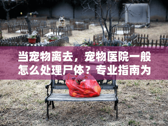 当宠物离去，宠物医院一般怎么处理尸体？专业指南为您解惑