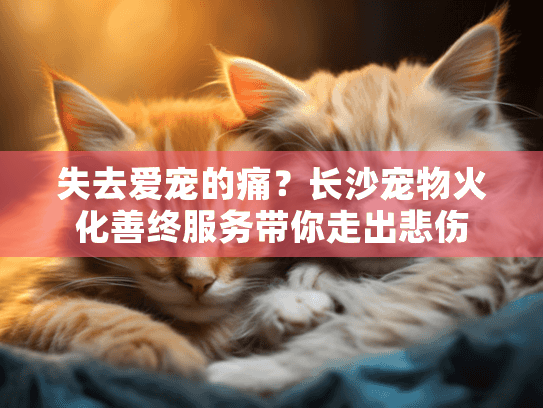 失去爱宠的痛？长沙宠物火化善终服务带你走出悲伤