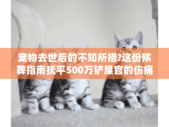 宠物去世后的不知所措?这份殡葬指南抚平500万铲屎官的伤痛