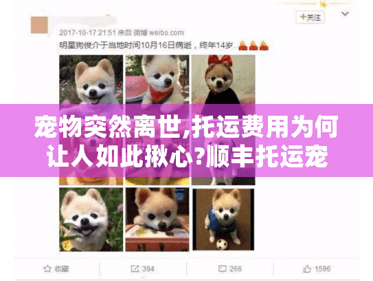 宠物突然离世,托运费用为何让人如此揪心?顺丰托运宠物价格表详解