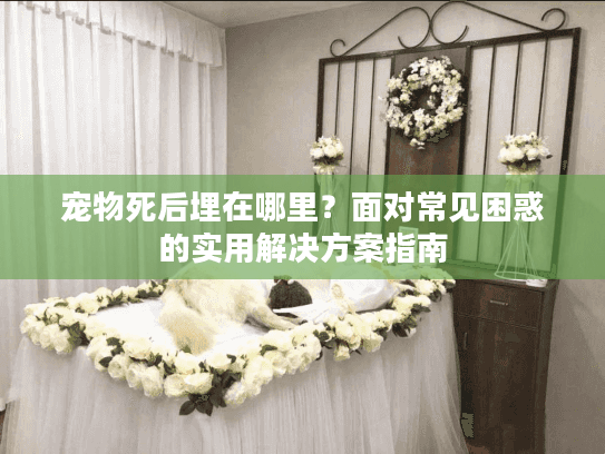 宠物死后埋在哪里？面对常见困惑的实用解决方案指南
