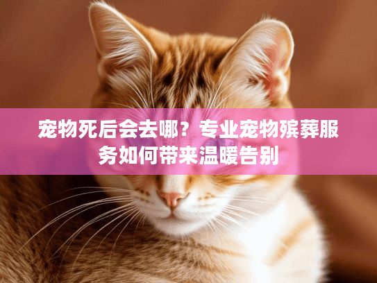 宠物死后会去哪?专业宠物殡葬服务如何带来温暖告别 宠物死后会去哪?专业宠物殡葬服务如何带来温暖告别