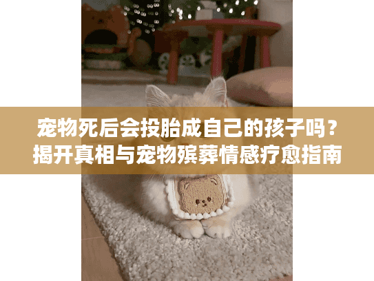 宠物死后会投胎成自己的孩子吗？揭开真相与宠物殡葬情感疗愈指南