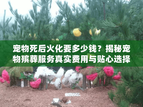 宠物死后火化要多少钱？揭秘宠物殡葬服务真实费用与贴心选择指南