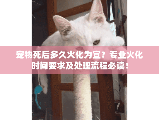 宠物死后多久火化为宜？专业火化时间要求及处理流程必读！