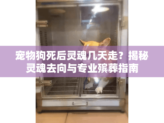 宠物狗死后灵魂几天走？揭秘灵魂去向与专业殡葬指南