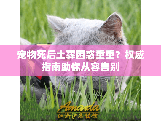 宠物死后土葬困惑重重？权威指南助你从容告别