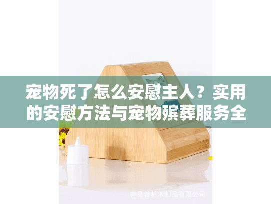 宠物死了怎么安慰主人？实用的安慰方法与宠物殡葬服务全指南