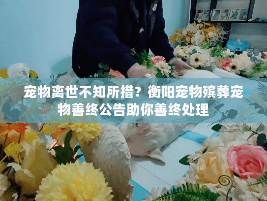 宠物离世不知所措？衡阳宠物殡葬宠物善终公告助你善终处理