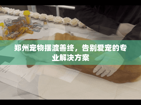 郑州宠物摆渡善终，告别爱宠的专业解决方案