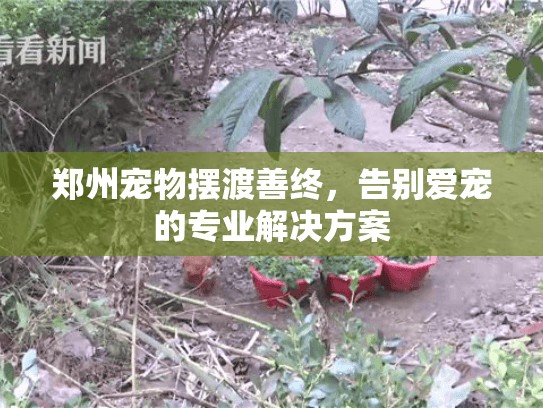 郑州宠物摆渡善终，告别爱宠的专业解决方案