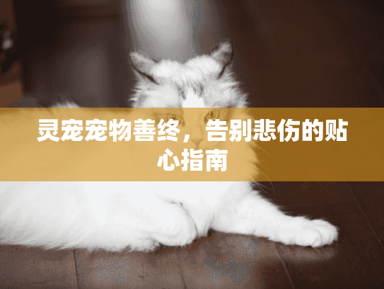 灵宠宠物善终，告别悲伤的贴心指南