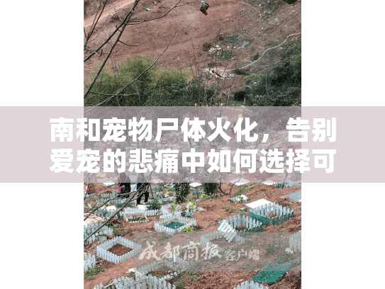南和宠物尸体火化，告别爱宠的悲痛中如何选择可靠服务