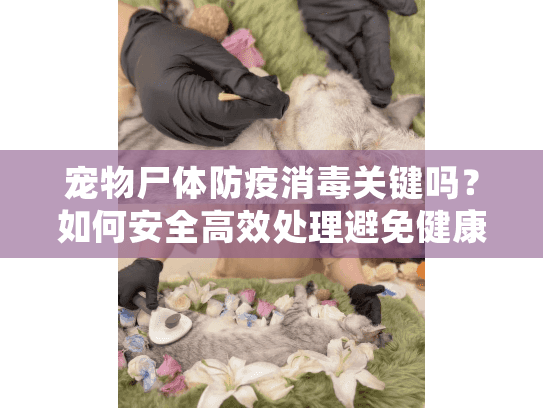 宠物尸体防疫消毒关键吗？如何安全高效处理避免健康隐患