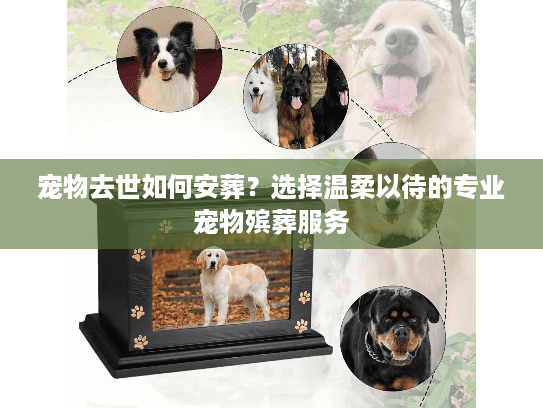 宠物去世如何安葬？选择温柔以待的专业宠物殡葬服务