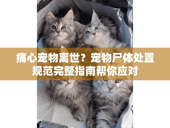 痛心宠物离世？宠物尸体处置规范完整指南帮你应对