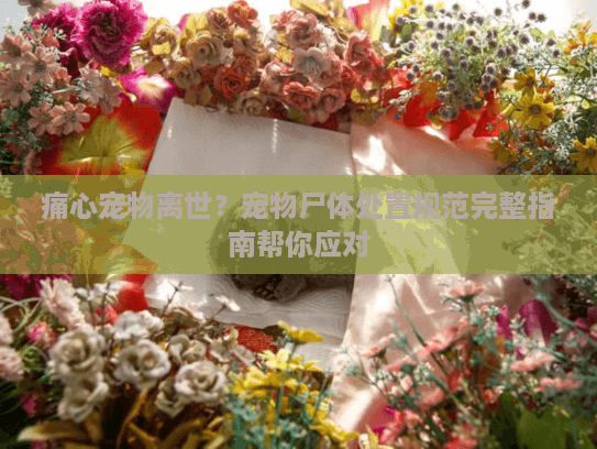 痛心宠物离世？宠物尸体处置规范完整指南帮你应对