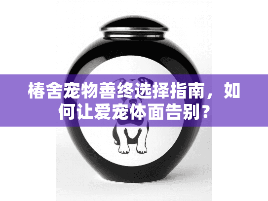 椿舍宠物善终选择指南，如何让爱宠体面告别？