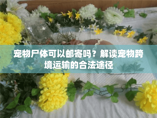 宠物尸体可以邮寄吗？解读宠物跨境运输的合法途径