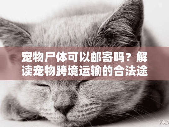 宠物尸体可以邮寄吗？解读宠物跨境运输的合法途径