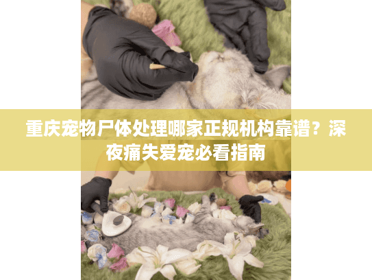 重庆宠物尸体处理哪家正规机构靠谱？深夜痛失爱宠必看指南