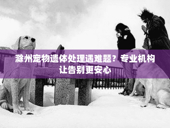 滁州宠物遗体处理遇难题？专业机构让告别更安心