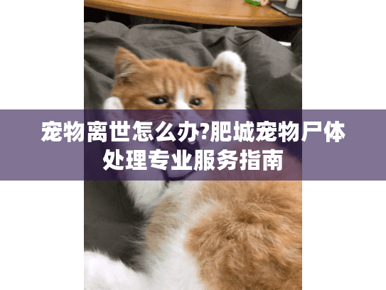 宠物离世怎么办?肥城宠物尸体处理专业服务指南 宠物离世怎么办?肥城宠物尸体处理专业服务指南