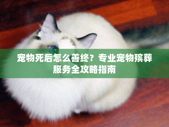 宠物死后怎么善终？专业宠物殡葬服务全攻略指南