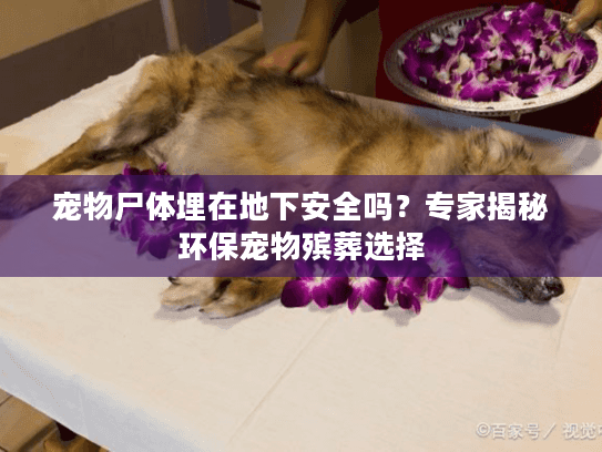 宠物尸体埋在地下安全吗？专家揭秘环保宠物殡葬选择