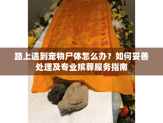 路上遇到宠物尸体怎么办？如何妥善处理及专业殡葬服务指南