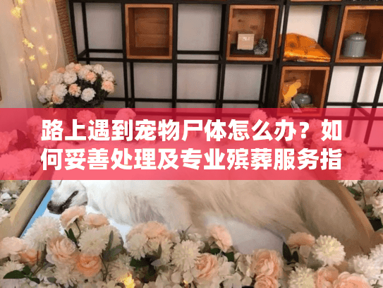 路上遇到宠物尸体怎么办？如何妥善处理及专业殡葬服务指南