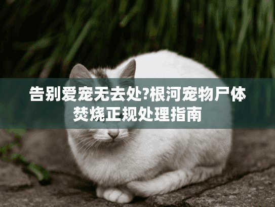 告别爱宠无去处?根河宠物尸体焚烧正规处理指南