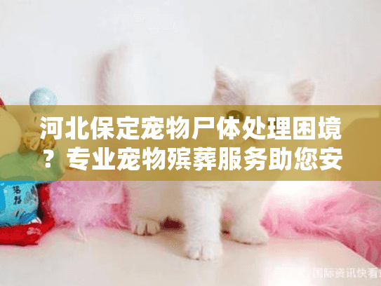 河北保定宠物尸体处理困境？专业宠物殡葬服务助您安心