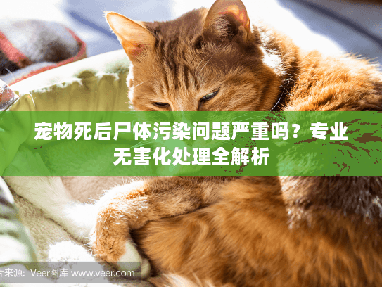 宠物死后尸体污染问题严重吗？专业无害化处理全解析