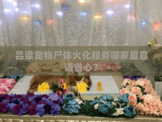 吕梁宠物尸体火化服务哪家最靠谱省心？
