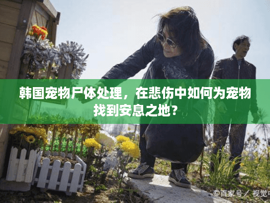 韩国宠物尸体处理，在悲伤中如何为宠物找到安息之地？