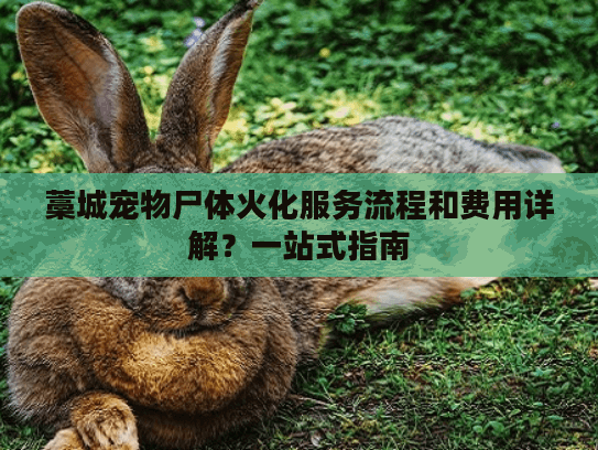 藁城宠物尸体火化服务流程和费用详解？一站式指南