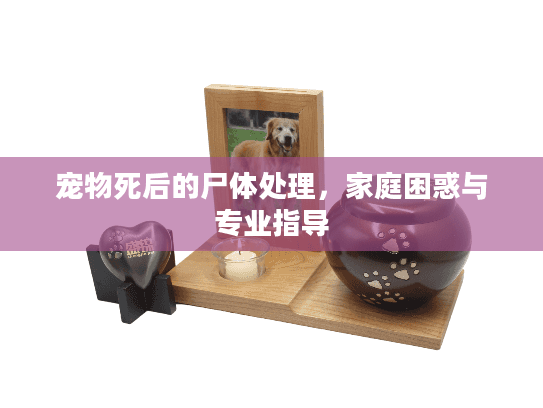 宠物死后的尸体处理，家庭困惑与专业指导