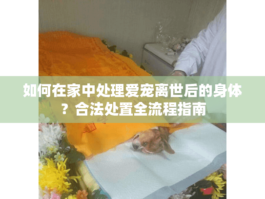 如何在家中处理爱宠离世后的身体？合法处置全流程指南